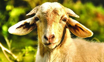 3 con giáp dễ gặp vận xui, không mất tiền thì cũng dính họa tiểu nhân trong tháng 9/2020