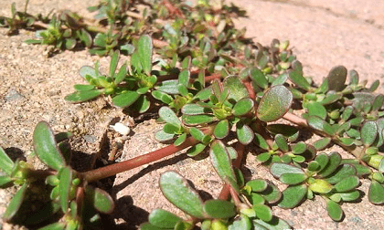 Đây là món rau 'trường sinh' mọc đầy làng quê mà nhiều người vẫn bỏ qua