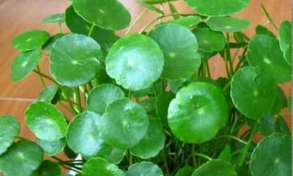 3 loại hoa thịnh vượng, điềm lành và sung túc tại nhà, mang ý nghĩa may mắn, phú quý 