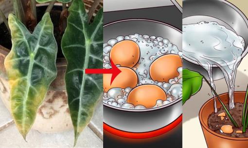 8 bệnh phổ biến mà cây trồng trong nhà thường gặp và cách chữa