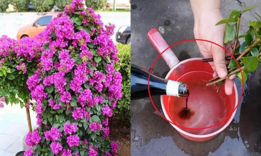 Một loại gia vị trong bếp có công dụng giúp cây hoa giấy không bao giờ vàng lá, đặc biệt luôn nở hoa