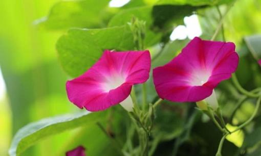 15 ngày cuối tháng 9: 4 con giáp này làm giàu không khó, vận may vô cùng hanh thông, vượng phu ích tử