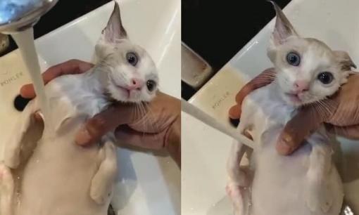 Khuôn mặt 'chết điếng' của chú mèo khi bị chủ bắt đi tắm gây sốt mạng xã hội