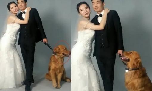 Chú chó tỏ thái độ bất hợp tác khi được chủ đưa đi chụp ảnh cưới cùng, nguyên nhân vừa xót vừa buồn cười