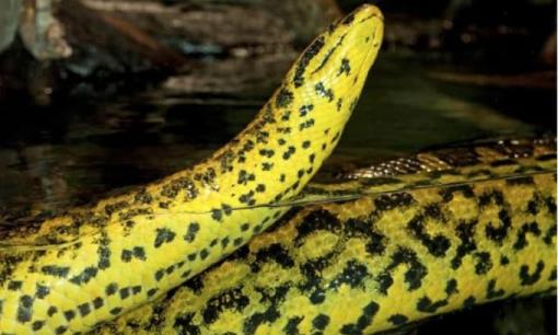 Tại sao Amazon lại là vùng cấm đối với con người? 6 sinh vật này vũ khí hiện đại không phải là đối thủ