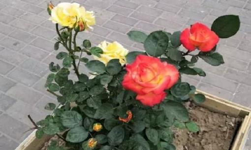 Làm sao để giữ cho hoa hồng luôn phát triển tốt? 'Đất hỗn hợp' chính là chìa khóa