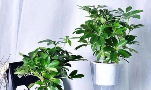 Để chậu cây ngũ gia bì trong nhà vừa trang trí, vượng khí mà còn làm sảng khoái không khí, tăng cường phú quý