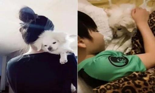 Khi chó cưng sắp qua đời, xin đừng ai làm điều này!