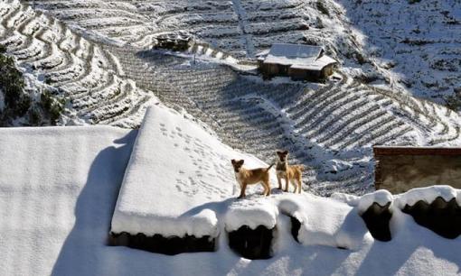Săn tuyết, chụp cúc họa mi, ngắm hoa dã quỳ vào dịp cuối năm