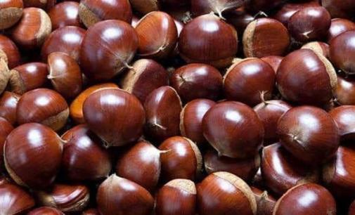 Ăn hạt dẻ thường xuyên có rất nhiều lợi ích, nhưng bạn phải chú ý những kiêng kỵ mà nhiều người chưa biết!