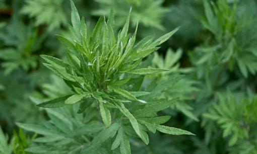 Cây cỏ mọc ven đường không ai quan tâm, hóa ra lại là 'thuốc tiên' giúp điều hòa khí lực!