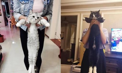 Tại sao mèo có thể kéo dài gấp 5 lần cơ thể? Các nhà khoa học lý giải ra sao về sự 'phi thường' này?