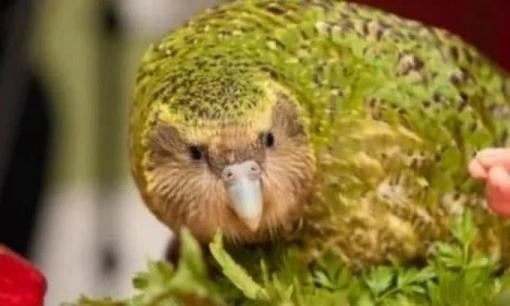 3 loài động vật ngu ngốc nhất thế giới đang trên bờ vực tuyệt chủng do chỉ số thông minh của chúng thấp