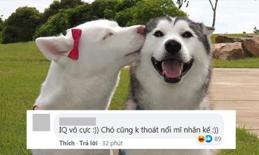 Áp dụng 'mỹ khuyển kế', tên trộm 'nẫng' 700 triệu đồng của gia chủ vì đàn chó nhà quá... mê gái