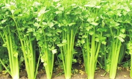 Cứ mười người thì có 9 người bị hôi miệng, ăn loại rau này thường xuyên sẽ hết hôi miệng, ngủ ngon hơn, sớm khỏi bệnh