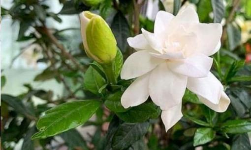 3 loại 'nước hoa' tự nhiên này nếu đặt một chậu ở nhà, hoa nở vừa thơm vừa đẹp, tâm trạng thoải mái!