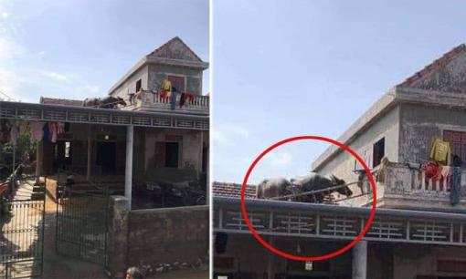 Lũ về khiến đàn trâu bơi lên mái nhà, giờ nước nút, chủ nhà không biết cách nào đưa chúng xuống?