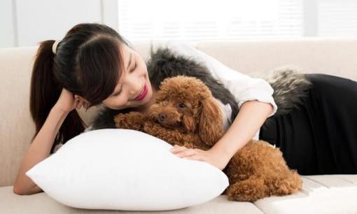 7 loại chó này được công nhận là 'dễ huấn luyện' và rất đáng nuôi! 