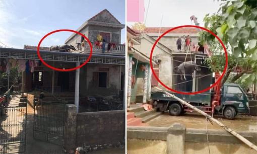Tình hình 2 chú trâu trên mái nhà sau lũ: Đã được đưa xuống nhờ pha giải cứu hết sức 'cồng kềnh'