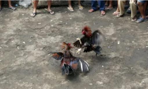 Bi kịch! Một cảnh sát ở Philippines bị một con gà trống giết trong một cuộc truy quét