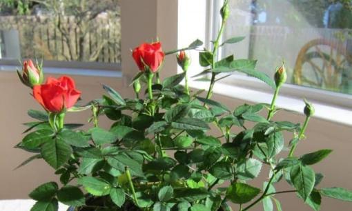 4 loại cây phú quý giúp thư giãn tinh thần, đẩy lùi xui xẻo 