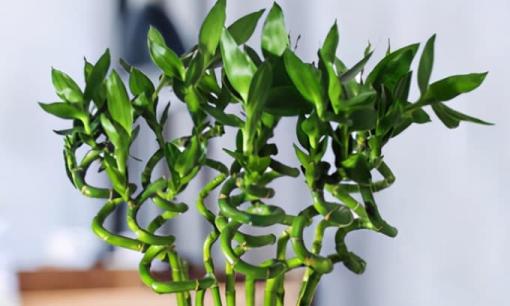 Dù không biết, bạn cũng nên trồng 3 loại hoa này trong nhà, hoa nở rất đẹp, mang ý nghĩa “may mắn'