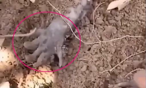 Người đàn ông tìm thấy hai 'lòng bàn tay' trong đất và giật mình khi mạnh dạn tiến lại gần và chạm vào người