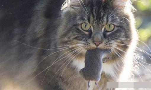 Tại sao mèo hay mang động vật chết về nhà?