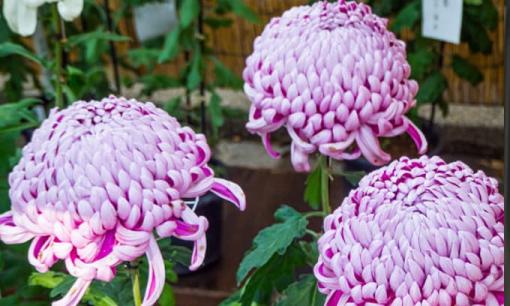 Giữa tháng 11, 4 cung hoàng đạo có sự nghiệp phất lên, tài lộc hanh thông khiến người khác phải nhìn mà ghen tị