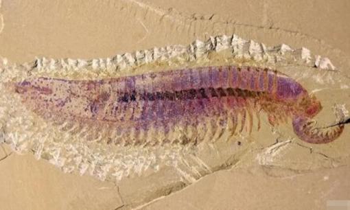 Lần đầu tiên người ta phát hiện ra một 'con tôm' cách đây 500 triệu năm! Dài như thế này!