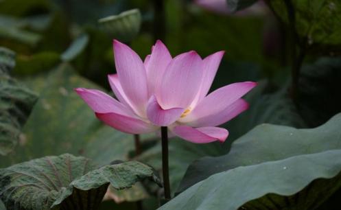 Từ ngày 10/11 trở đi, 4 cung hoàng đạo sẽ bắt đầu sang một chương mới, giàu sang nối tiếp nhau! 