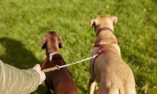 Nếu là người mới nuôi chó thì đừng mắc phải 4 sai lầm sau đây, chúng có hại cho chó cưng của bạn