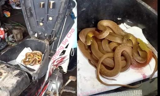 Mang xe đi sửa sau mưa lũ, cô gái Quảng Trị 'chết giả' khi phát hiện cả ổ rắn trong cốp