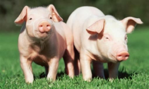 Thứ độc nhất ở lợn không phải phổi mà là 3 bộ phận nhiều người vẫn luôn thích ăn sau đây