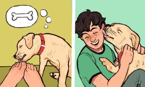 Lý do đằng sau việc chó cưng thường liếm vào mặt và chân của chủ nhân, ít người biết