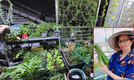 Khu vườn rau quả sạch trên sân thượng biệt thự của Cẩm Ly