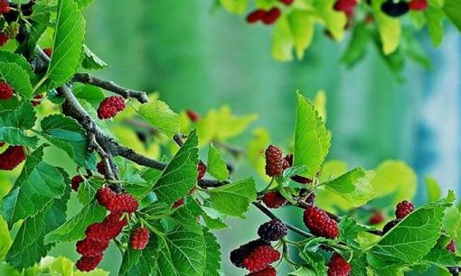 Muốn tránh xa xui xẻo nhất định xung quanh nhà không được trồng những loại cây này