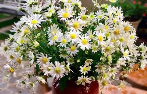 Mẹo để cúc họa mi tươi lâu, chỉ cần bỏ 1 thìa gia vị này là hoa nở rực rỡ cả tuần không lo héo