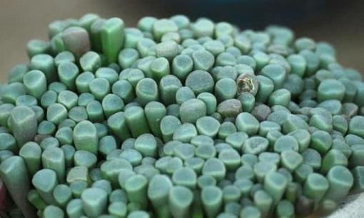 'Đá quý' được nhìn thấy khắp mọi nơi ở châu Phi, tại sao họ chỉ làm ngơ và không ai dám chạm vào chúng sau khi biết sự thật