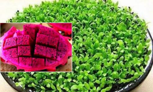 Dùng 1 quả thanh long trồng trong chậu nhỏ xanh mướt, cây con bông xốp rất đẹp