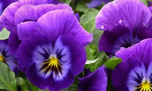 Những người sinh vào 3 tháng âm lịch này trong năm là người đầy nghị lực và dũng cảm, vừa kiếm tiền giỏi giang lại vừa thành công