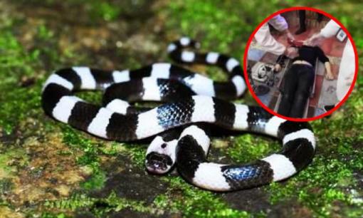 Dùng rắn kịch độc đe dọa ép cô gái 'mây mưa' với mình, người đàn ông vào đến khách sạn thì bị rắn cắn