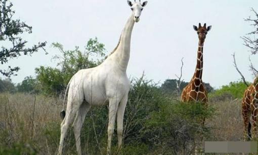 Con hươu cao cổ trắng duy nhất trên thế giới có thể tồn tại được bao lâu?