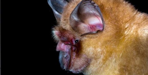 Các nhà khoa học đã phát hiện ra một loại virus corona ở một con dơi hoa cúc cách đây 10 năm, rất giống với loại virus corona mới 