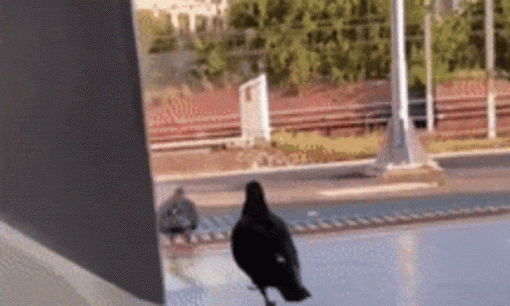 Quá lười để bay: Cặp chim bồ câu 'đi ké' trên tàu điện, ung dung chờ đúng bến rồi đi bộ xuống tàu