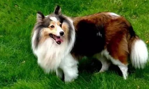 Bảng xếp hạng 10 loài chó trung thành nhất thế giới