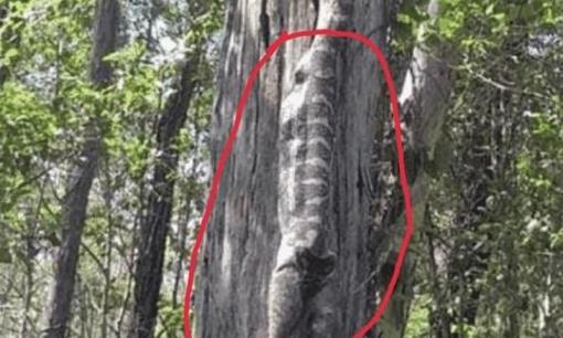 Người phụ nữ mệt mỏi tựa vào gốc cây nghỉ ngơi, bỗng nhiên nghe thấy trên đầu có tiếng động, cao hứng nhìn lên thì 'rùng mình'