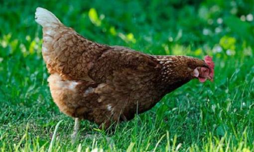 4 con giáp nữ có phúc nhất, về già không thiếu tiền, càng nhiều tuổi càng có phúc