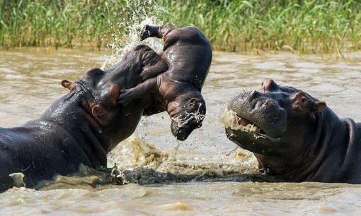 5 loài động vật 'bẩn' nhất thế giới: hươu cao cổ dùng lưỡi ngoáy mũi ăn, hà mã thích khạc nhổ