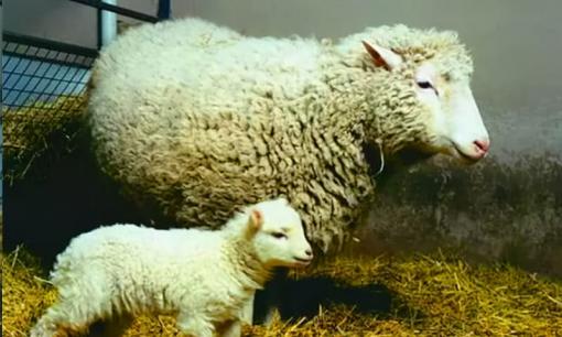 Sau khi nhân bản cừu 20 năm trước, tại sao mọi người lại phản đối việc nhân bản con người? Nhìn vào số phận của cừu Dolly